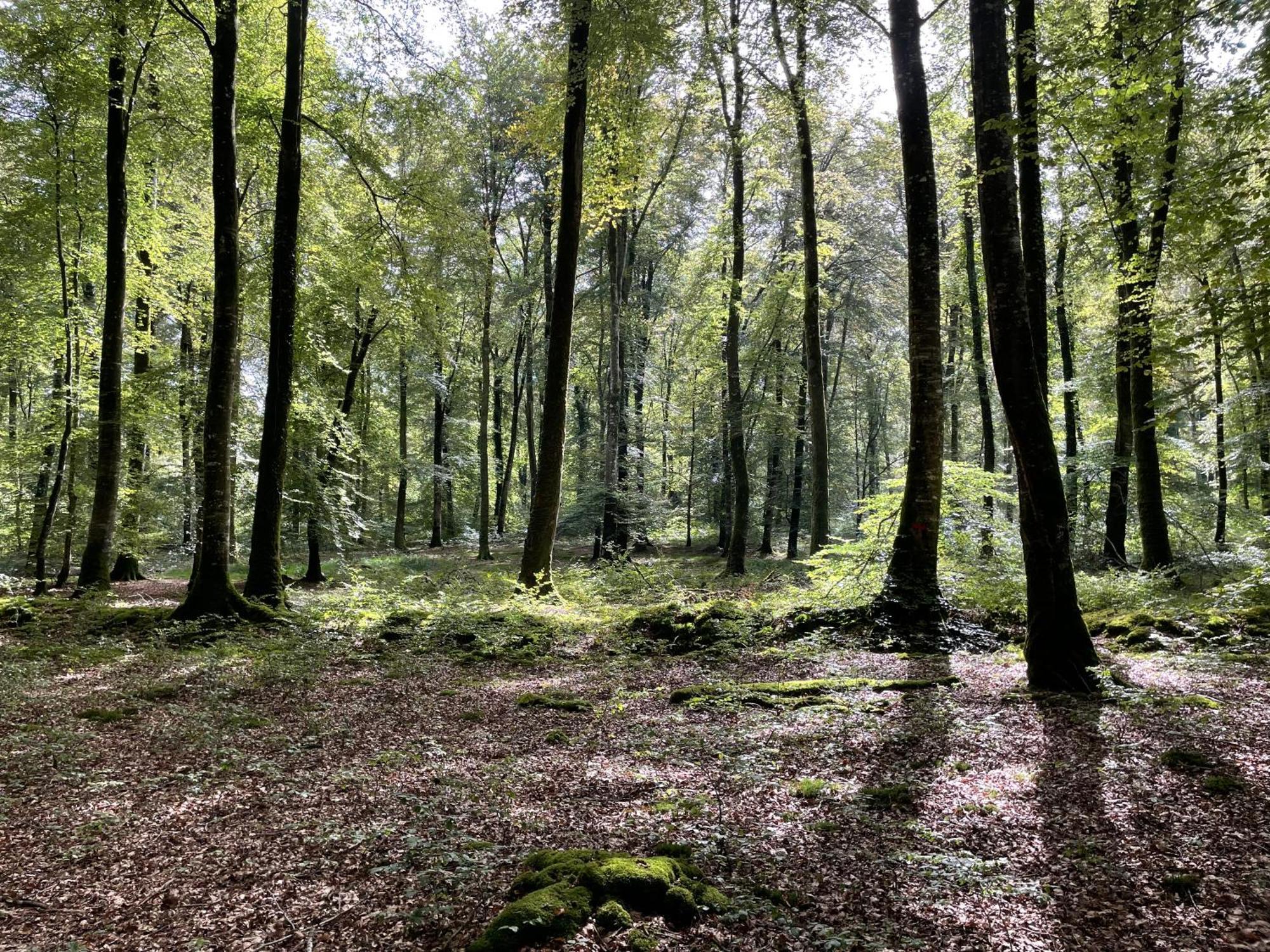 Le Courtil Villa Cerisy-la-Foret Dış mekan fotoğraf